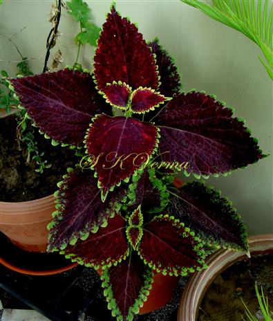  Plant (Vegetative)